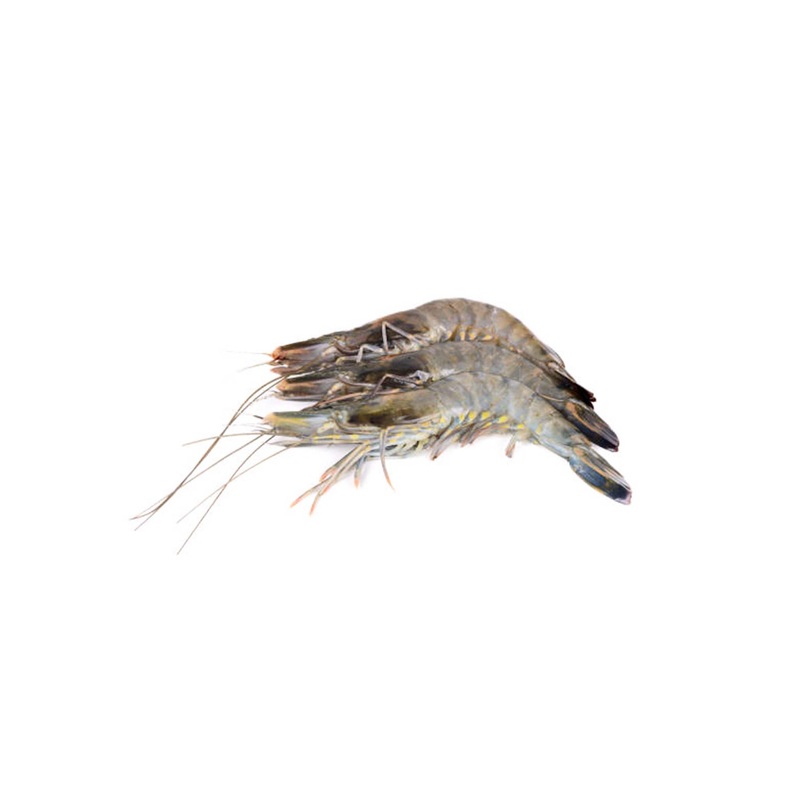 Black Tiger Prawns