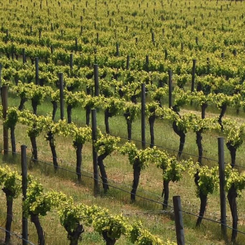 Cherubino Uovo Frankland River Riesling