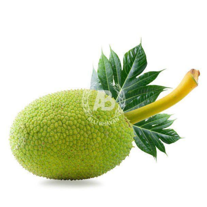 Bread Fruit (erapilakkai)