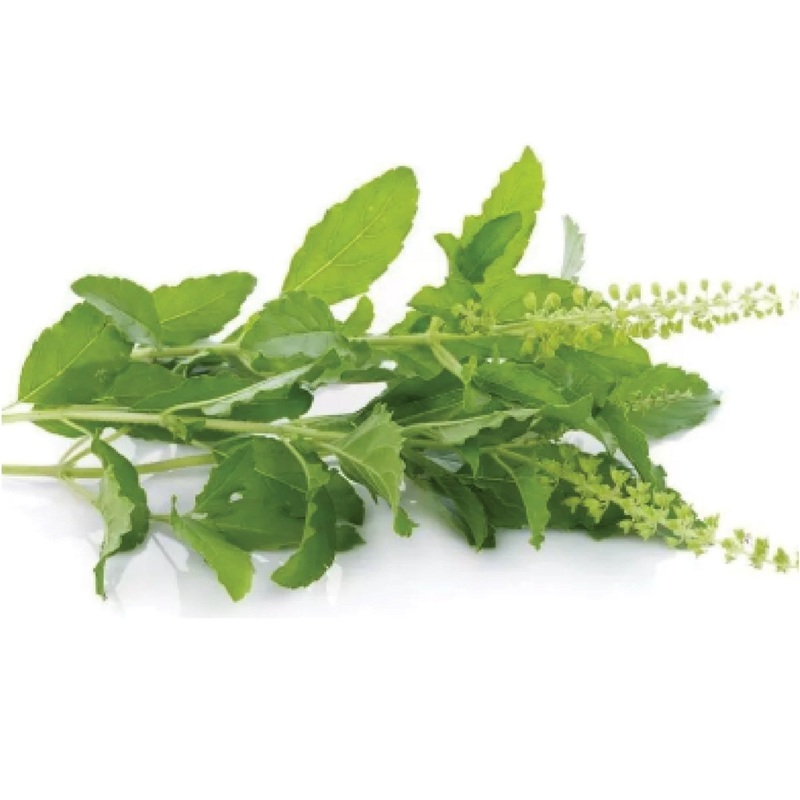 Fresh Holy Basil - 100g