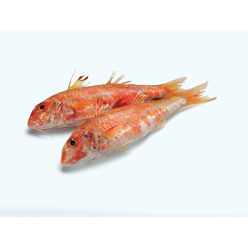Red Mullet