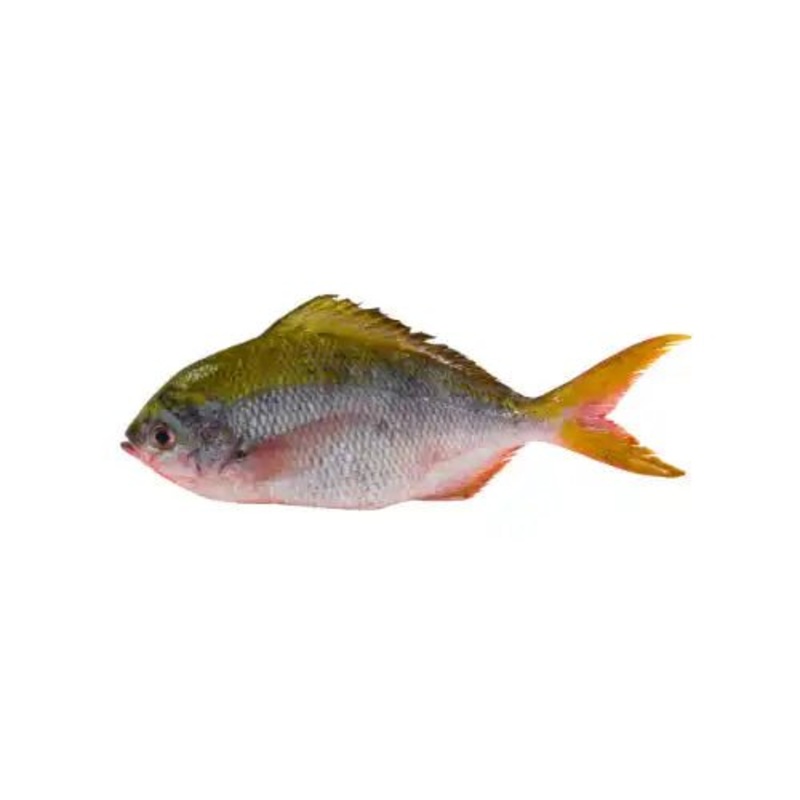 Rainbow Snapper