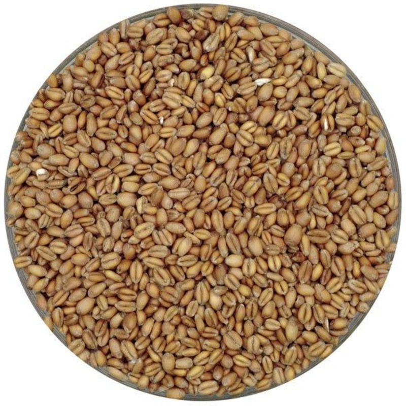Munich Wheat Malt - Root Shoot Malting - 50 lb. Sack