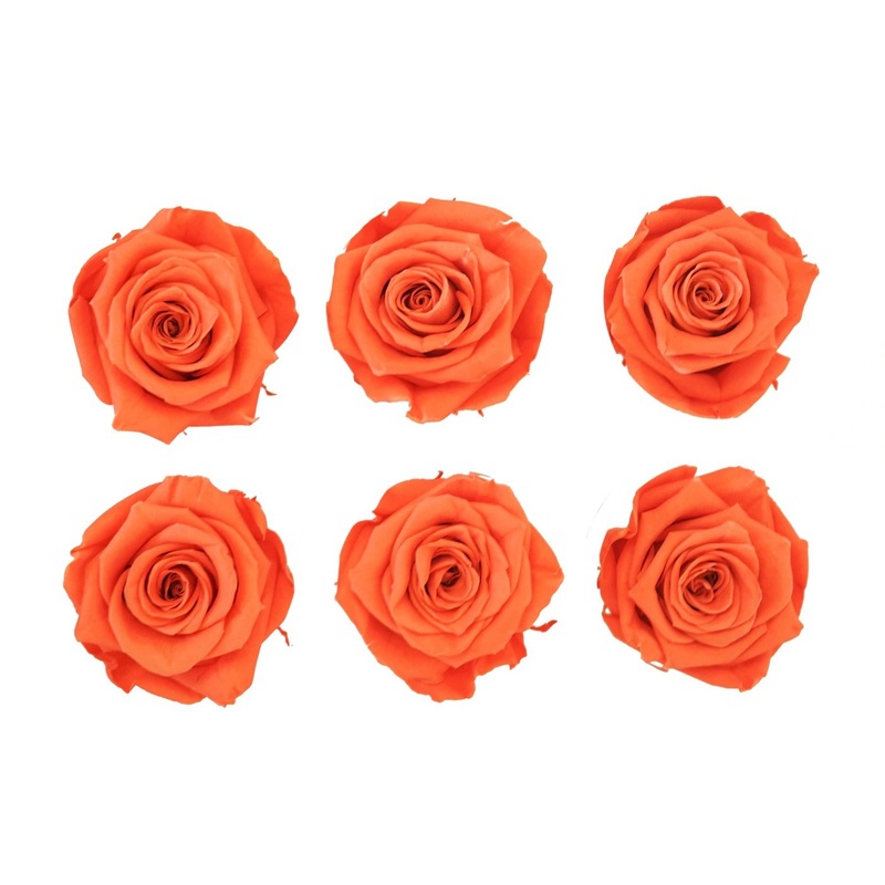 Orange Eternal Roses
