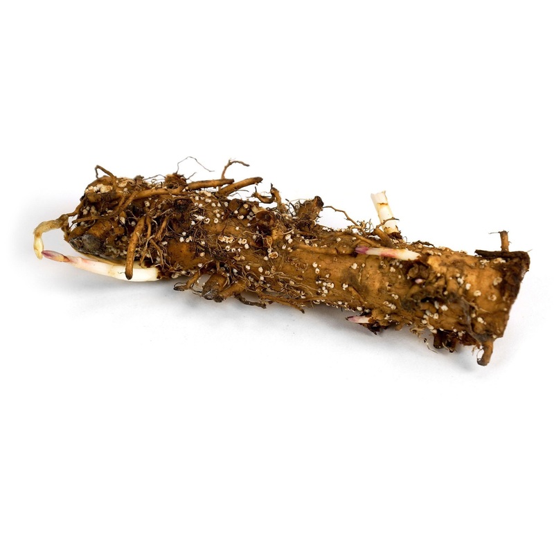 Magnum Hops Rhizome - Preorder for 2026