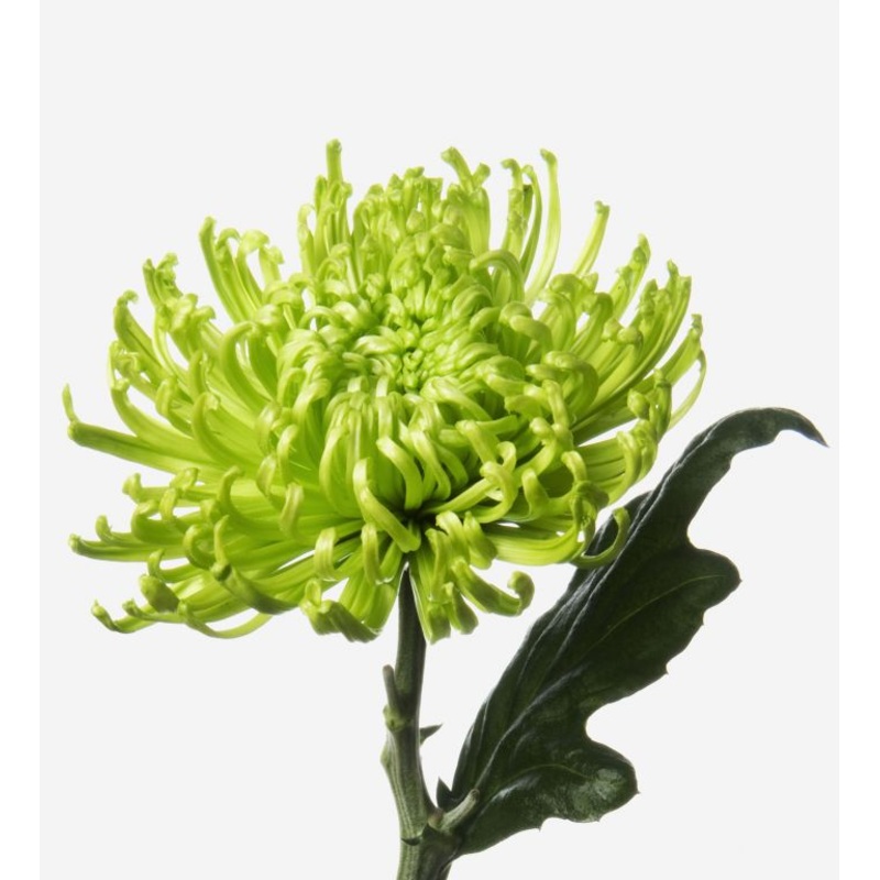 Chrysanthemum Fuji Spider Green - Bulk and Wholesale