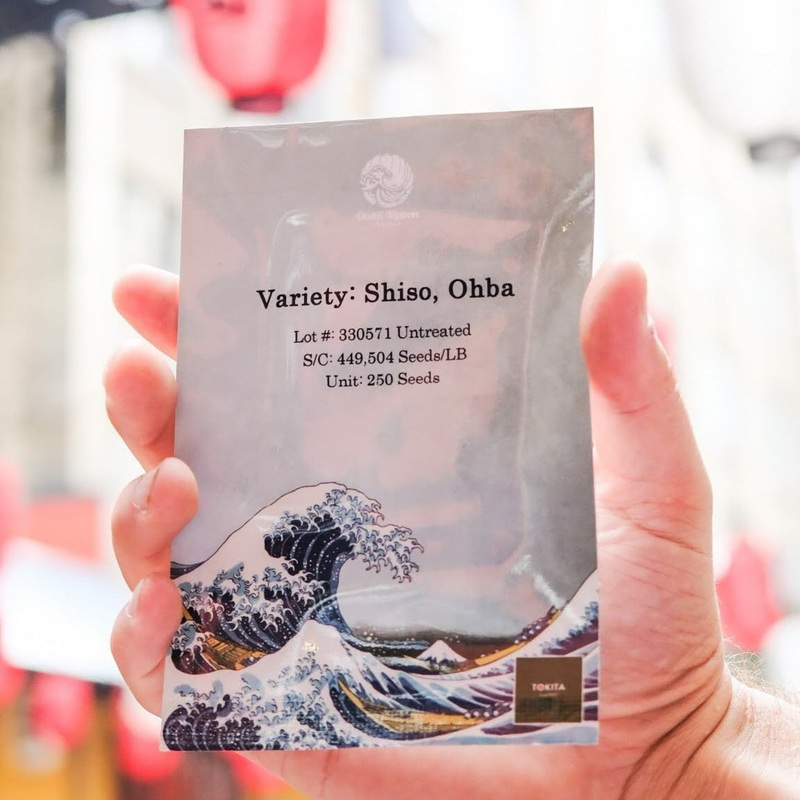 Ohba Shiso seeds - - (250 seeds)