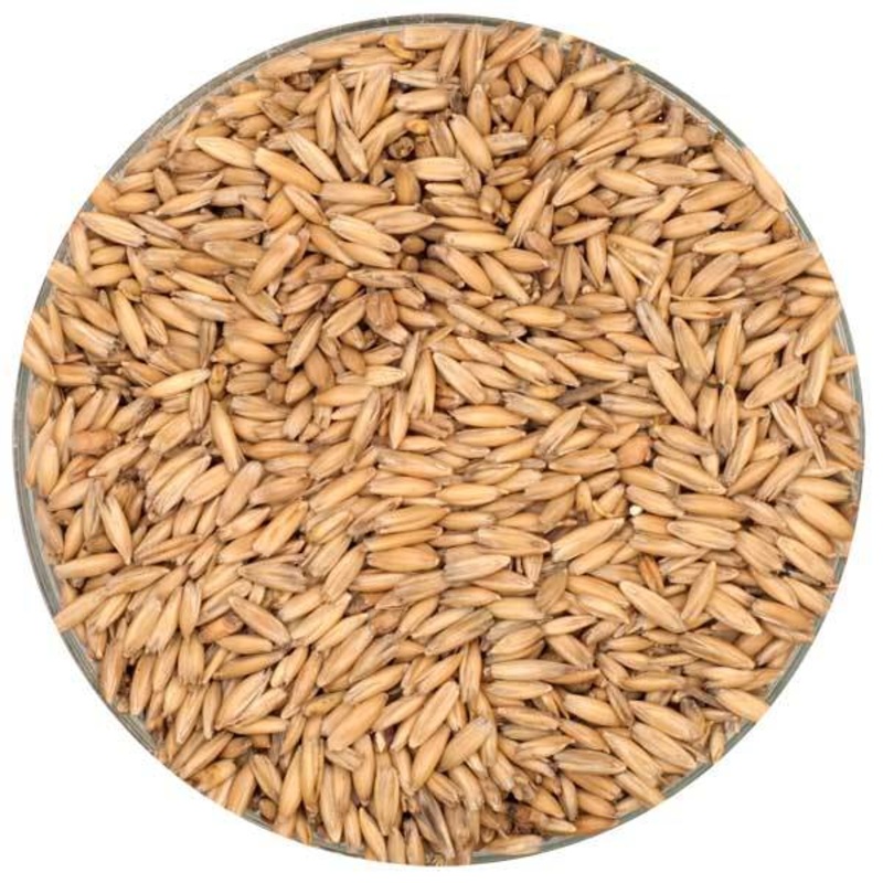 English Oat Malt - Thomas Fawcett Malting - 55 lb. Sack